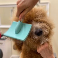 FLOTTE-FRISUR | Hundefriseur Hamburg