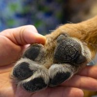 FLOTTE-PFOTEN | Hundefriseur Hamburg