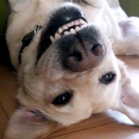 FLOTTE-ZAEHNE | Hundefriseur Hamburg