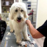 FLOTTER-TROCKNER | Hundefriseur Hamburg