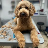 FLOTTE-LOTTE | Hundefriseur Hamburg