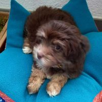 Welpenlotte | Hundefriseur Hamburg